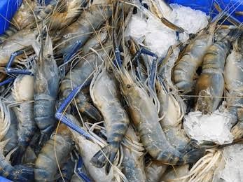 Fresh Fresh Local Prawns  - Quality Non-Veg Mart Guwahati