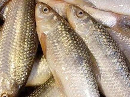 Fresh Labeo Bata / Lachim Bhangon Fish  - Quality Non-Veg Mart Guwahati